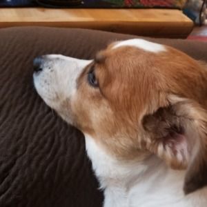 Meet your Posher, Penny